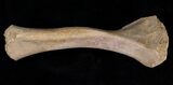 Baby Cave Bear (Ursus spelaeus) Humerus - Russia #18677-1